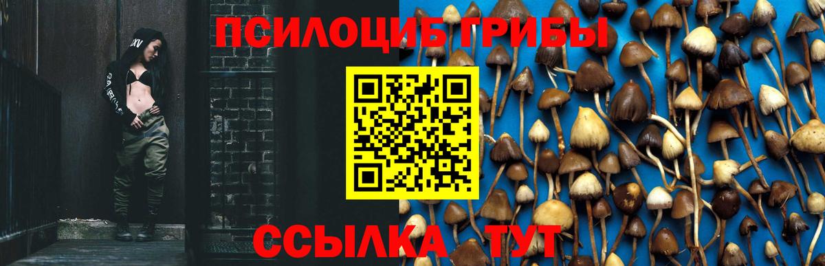 Псилоцибиновые грибы Psilocybe Бахчисарай